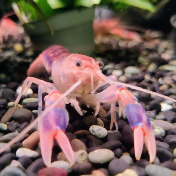 Cherax destructor