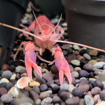 Cherax destructor