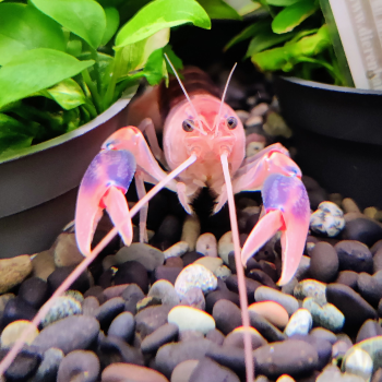 Cherax destructor