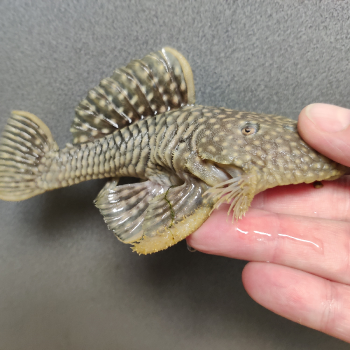 Parancistrus aurantiacus