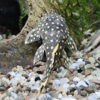 L-177 bayancistrus species 