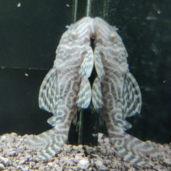 L-333 hypancistrus species