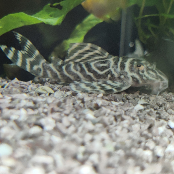 L-333 hypancistrus species
