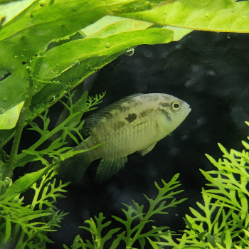 Laetacara araguaiae