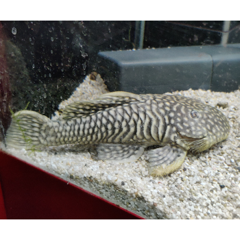Parancistrus aurantiacus