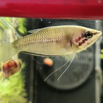 Sphaerichthys acrostoma