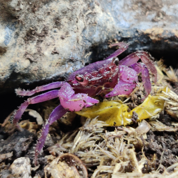 Geosesarma dennerli (purple)