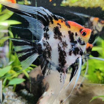 pterophyllum scalare (red devil)