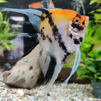 pterophyllum scalare (red devil)