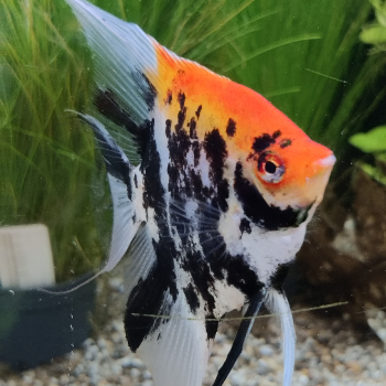 pterophyllum scalare (red devil)