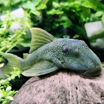 L-200  baryancistrus demantoides