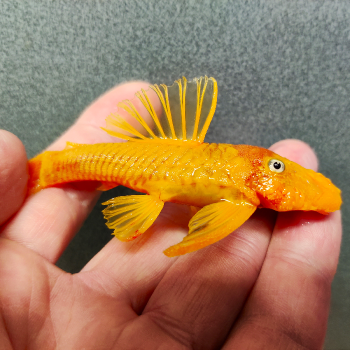 L-144 Ancistrus cf. cirrhosus (vrouw)