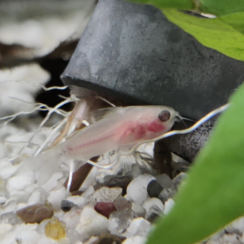 corydoras Pygmaeus albino