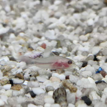 corydoras Pygmaeus albino