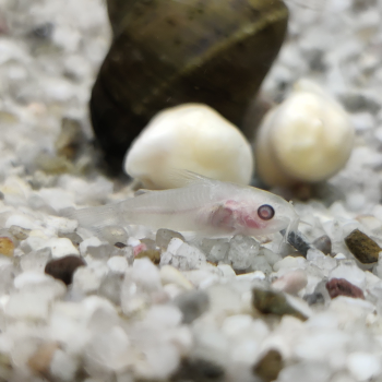 corydoras Pygmaeus albino
