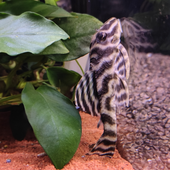L-340 hypancistrus species