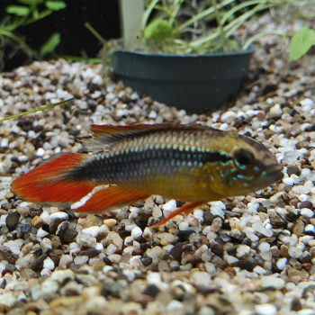 Apistogramma agassizi (man) dubbelrood