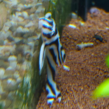 L-046 hypancistrus zebra