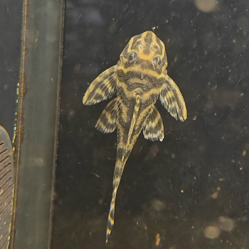 L-340 hypancistrus species