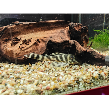 L-340 hypancistrus species
