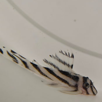 L-046 hypancistrus zebra