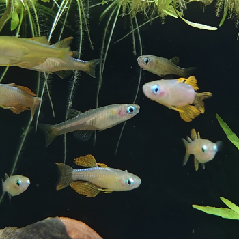 Pseudomugil paskai