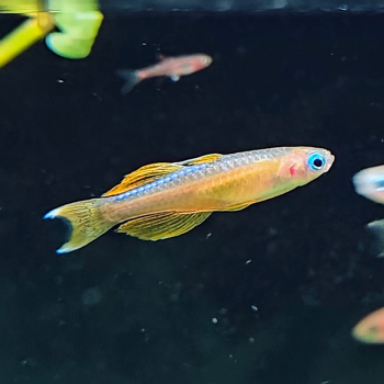 Pseudomugil paskai