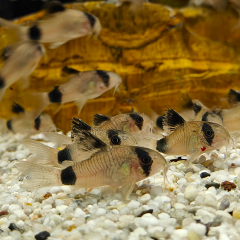 corydoras panda