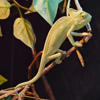 Chamaeleo calyptratus