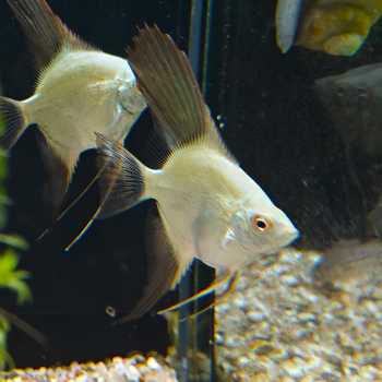 Pterophyllum scalare (bulgarian sealpoint)