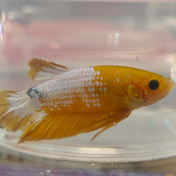 Betta splendens (man) HMPK hellboy yellow