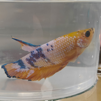 Betta splendens (man) HMPK hellboy yellow