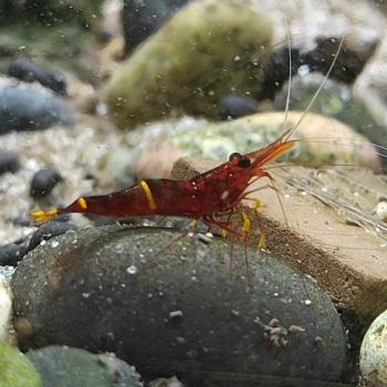 Caridina spinata