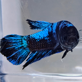 Betta splendens (man) Avatar copper