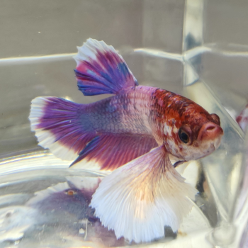 Betta splendens (man) HMPK candy big ears