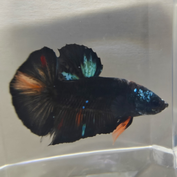 Betta splendens (man) Avatar copper