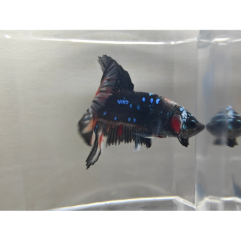 Betta splendens (man) Avatar copper