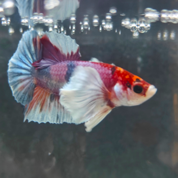 Betta splendens (man) HMPK candy big ears