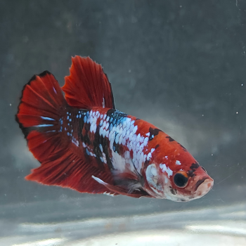 Betta splendens (man) Avatar copper