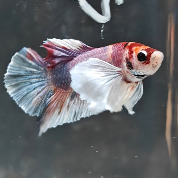 Betta splendens (man) HMPK candy big ears