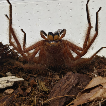 Heteropoda species