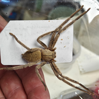 Heteropoda species