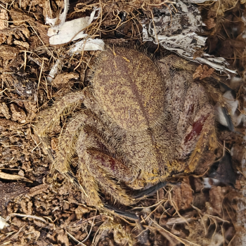 Heteropoda species