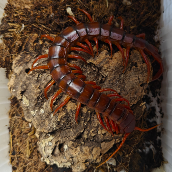 scolopendra dehaani