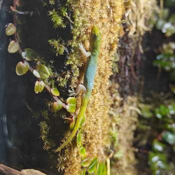 Lygodactylus conraui