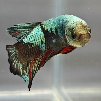 betta splendens man