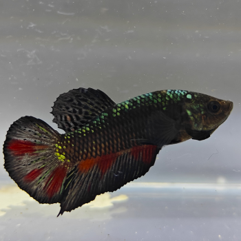 betta splendens man