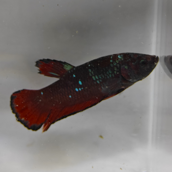 betta splendens man