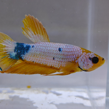 betta splendens man