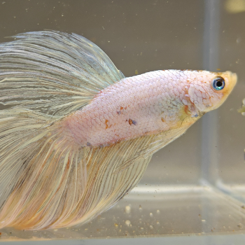 betta splendens man